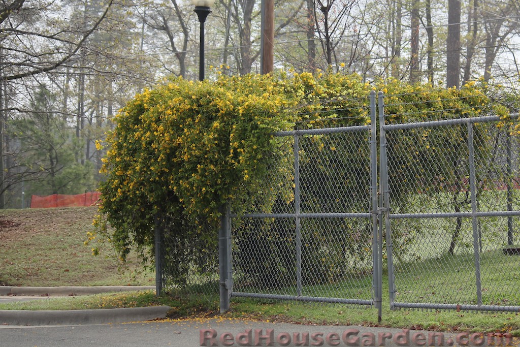 Carolina jasmine deals